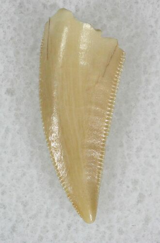 Nicely Serrated Raptor Tooth From Morocco - #22510